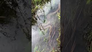 ¿Gigantes del Amazonas Anacondas ASOMBROSAS en su hábitat natural [upl. by Merril346]