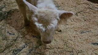 Hamish the Highland at Unity Farm Sanctuary [upl. by Aryajay678]