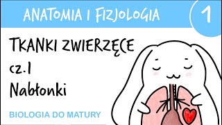 Tkanki zwierzęce cz1  Nabłonkowe  Anatomia i fizjologia 1  matura z biologii [upl. by Yoc]