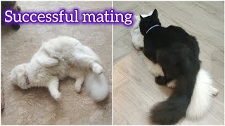 Cat mating tips amp How to know cat Mating successful or not  cat mating tips in urdu [upl. by Namad760]