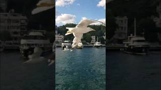 Flying Bosphorus  Vol doiseaux au dessus du Bosphore Turquie istanbul [upl. by Ayamat928]