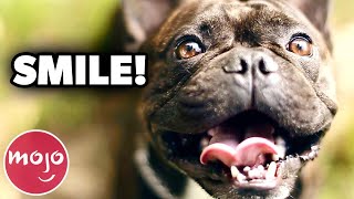 Top 20 Coolest Tricks to Teach Your Dog [upl. by Doran346]