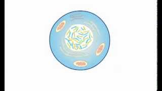 Nucleosome Assembly in Eukaryotes [upl. by Quinton]