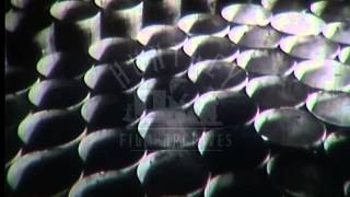 French Dairy Products 1940s  Film 16514 [upl. by Eudocia453]