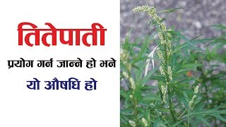 Treatment by Titepati  तितेपातीलाई हेला नर्गुहोस्  Nepali Health Tips [upl. by Lav970]