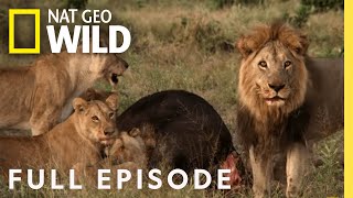 Mother of Lions Full Episode  Savage Kingdom [upl. by Ycak]