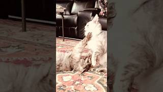 Dexter Family Milk Cows Maine Coon Cats Slow motion play [upl. by Bohner]