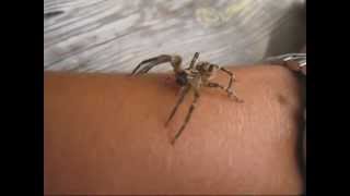 Zoropsis spinimana on my Hand [upl. by Jone]