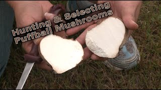 Hunting Puffball Mushrooms with Kris Winkelman [upl. by Nabetse]