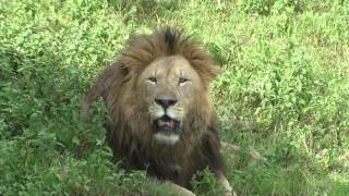 The Lion King in Ngorongoro Crater Tanzania [upl. by Idhem77]