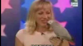 parrot show talking african grey [upl. by Jedidiah]