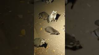 raccoon baby raccoon raccoons animal animalhelp fyp animals animallover animalshorts cute [upl. by Teryn]