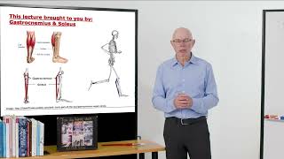 Biomechanics of Movement  Muscle of the Day Gastrocnemius amp Soleus [upl. by Aneleiram]