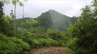 Sinharaja Rainforest Sri Lanka [upl. by Drazze]