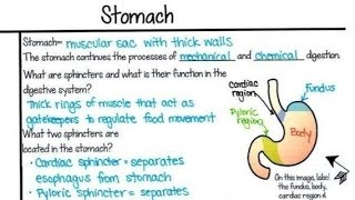 Stomach and its parts with Diagram 📝🖊️ [upl. by Crispas]