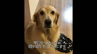 やらかした現実を受け入れられない犬【こまちの日常】 [upl. by Ynad]