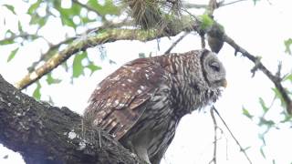 Barred Owl Hooting [upl. by Leesa61]