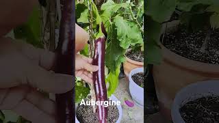 Aubergine 🍆 homegrown talong aubergine containergardening [upl. by Riha354]