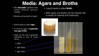 Lab Exercise 1 Introduction to Microbiology [upl. by Annahsirhc]