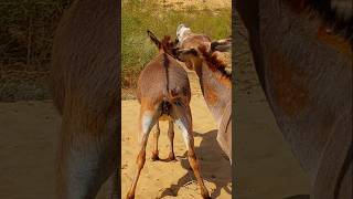 animals pets villagelife gadhe donkeys [upl. by Kinney]