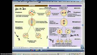 Chapter 11 Podcast 5 Comparing Mitosis amp Meiosis [upl. by Neuberger]