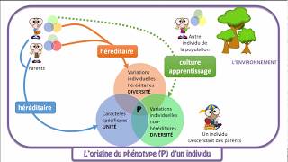 Le phénotype diversité des individus dune population [upl. by Notsua]