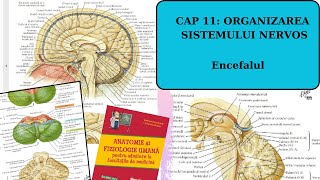 ADMITERE MEDICINA BARRONS SISTEMUL NERVOS 23 Encefalul [upl. by Cathie]