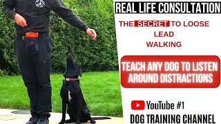 Focus around other dogs 😵 Get ANY dog to listen around distractions 😧 [upl. by Edison]