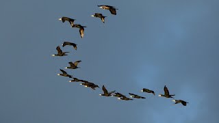 BEAUTIFUL  A Sky full of Cormorants  winter 1600 every day at Vallée de Hefer  Israel [upl. by Joelly]