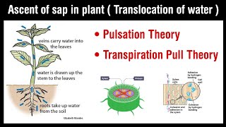 Ascent of sap in plant  Balsam plant experiment  transpiration pull theory  pulsation theory [upl. by Jamill]