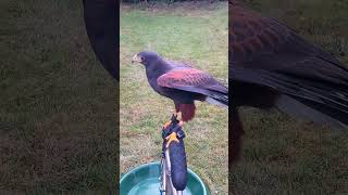 FRESHLY MOULTED HARRIS HAWK [upl. by Ahsilaf207]