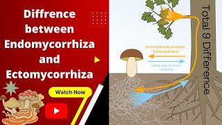 Difference Between Endomycorrhiza and Ectomycorrhiza✨💯Endomycorrhiza vs Ectomycorrhiza 🔥 [upl. by Peria558]