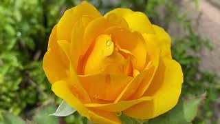 Yellow Rose in GLAST [upl. by Kary]