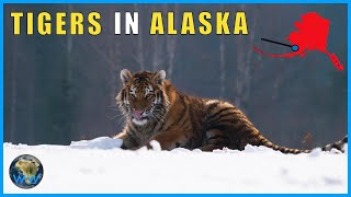 Siberian Tigers In Alaska [upl. by Mikah]