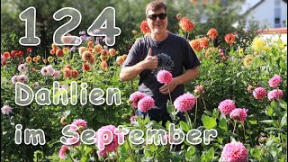 🌸🏡 Dahliengarten  Dahlien im September 2021 [upl. by Assirim]