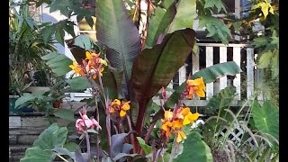 Overwintering Ensete Banana [upl. by Eycats431]