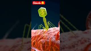 Bacteriophage the tiny predators of bacterial worldsbiology lifescience youtubeshorts [upl. by Eylsel]