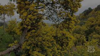 La route du mimosa entre MandelieuLa Napoule et Tanneron Alpes Maritimes [upl. by Iel]