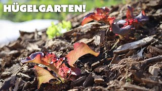 Hügelkultur Garden Beds Update  Year One [upl. by Alan720]