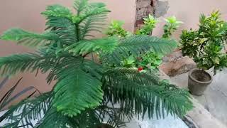 Araucaria plant care tipsHow to grow and care Araucaria Christmas tree [upl. by Ydieh820]