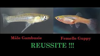 Tentative d’accouplement mâle Gambusie  femelle Guppy [upl. by Shipley]