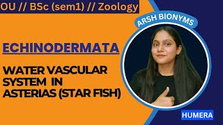 water vascular system in star fish  Osmania University Zoology sem 1 humera [upl. by Ross]