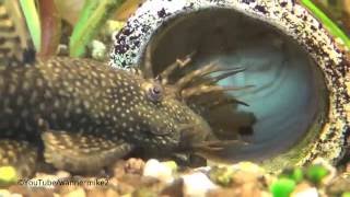 Antennenwelse Eier in Bruthöhle und Baby  ancistrus dolichopterus eggs [upl. by Minerva624]