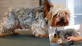 Full Grooming Yorkshire Terrier  From Start to Finish [upl. by Nothsa210]