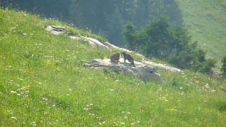 Marmottes à La Clusaz [upl. by Abbate745]