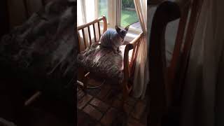 Adorable Sphynx cat Talking cat chatter [upl. by Grussing]