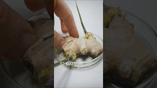 Ginger Root timelapse [upl. by Triplett199]