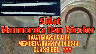 5 PERBEDAAN SIDAT MARMORATA VS BICOLOR USIA GLASS EEL  BUDIDAYA IKAN SIDAT  BIBIT SIDAT [upl. by Yblok102]