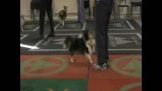 Heelwork to Music Sheltie Training day [upl. by River796]