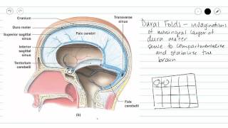 Cranial Meninges [upl. by Clarey]